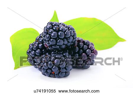 Stock Photography - Blackberries. Fotosearch