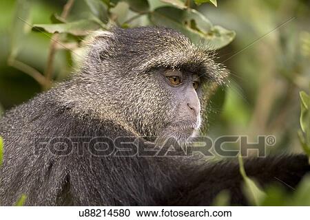 Stock Image - Blue monkey (Cercopithecus mitis). Fotosearch