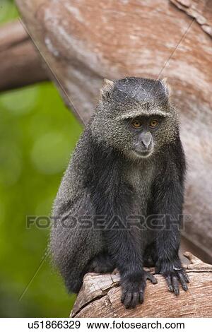 Blue monkey (Cercopithecus mitis) View Large Photo Image Stock Photo - Blue monkey (Cercopithecus mitis). Fotosearch