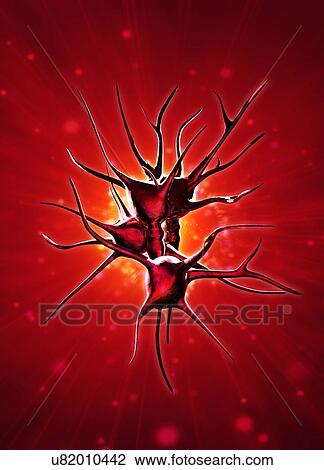 Drawing - Brain nerve cells, artwork. Fotosearch