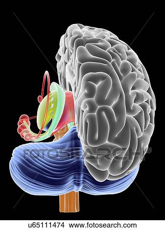 Stock Illustration - Brain section, artwork. Fotosearch