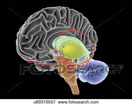 Brain section, artwork View Large Illustration Stock Illustration - Brain section, artwork. Fotosearch