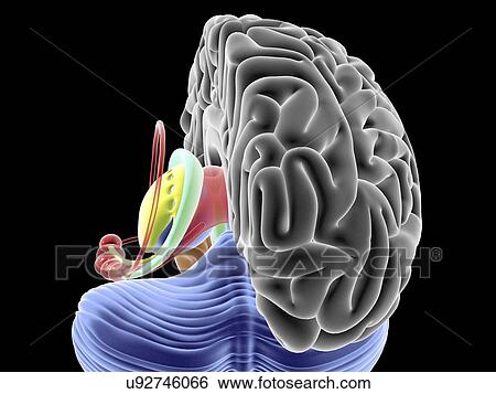 Stock Illustration - Brain section, artwork. Fotosearch