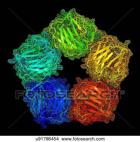 C-reactive protein, molecular model View Large Illustration Stock Illustration - C-reactive protein, molecular model. Fotosearch