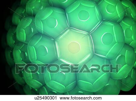 Cell wall, artwork View Large Illustration Clip Art - Cell wall, artwork. Fotosearch