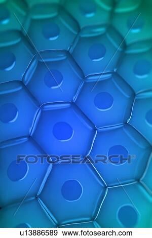 Cell wall, artwork View Large Illustration Stock Illustration - Cell wall, artwork. Fotosearch