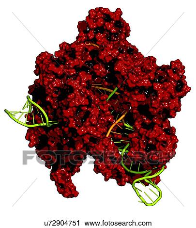 Clip Art - CRISPR-CAS9 gene editing complex. Fotosearch