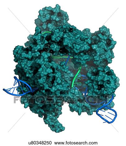 Clipart - CRISPR-CAS9 gene editing complex. Fotosearch