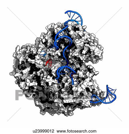 Drawing - CRISPR-CAS9 gene editing complex. Fotosearch