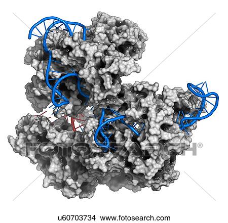 CRISPR-CAS9 gene editing complex View Large Illustration Stock Illustration - CRISPR-CAS9 gene editing complex. Fotosearch