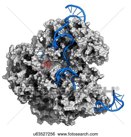 Stock Illustration - CRISPR-CAS9 gene editing complex. Fotosearch