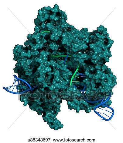 Stock Illustration - CRISPR-CAS9 gene editing complex. Fotosearch