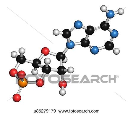 Stock Illustration - Cyclic adenosine monophosphate molecule. Fotosearch