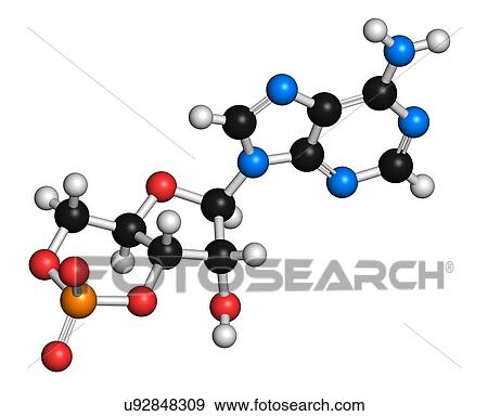 Cyclic adenosine monophosphate molecule View Large Illustration Stock Illustration - Cyclic adenosine monophosphate molecule. Fotosearch