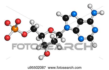 Deoxyadenosine monophosphate molecule View Large Illustration Stock Illustration - Deoxyadenosine monophosphate molecule. Fotosearch