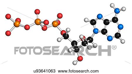 Deoxyadenosine triphosphate molecule View Large Illustration Drawing - Deoxyadenosine triphosphate molecule. Fotosearch