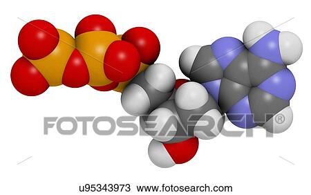 Drawing - Deoxyadenosine triphosphate molecule. Fotosearch