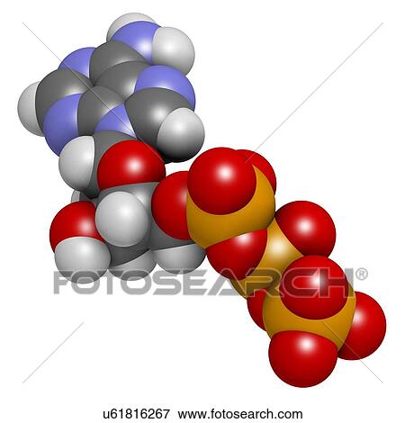 Deoxyadenosine triphosphate molecule View Large Illustration Stock Illustration - Deoxyadenosine triphosphate molecule. Fotosearch