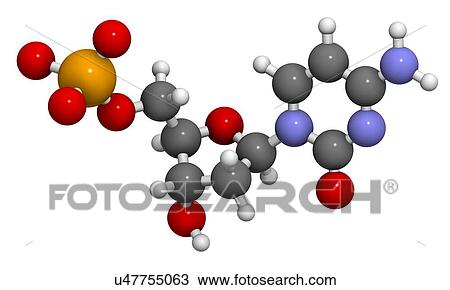 Deoxycytidine monophosphate molecule View Large Illustration Drawing - Deoxycytidine monophosphate molecule. Fotosearch