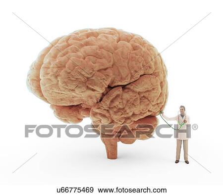 Stock Illustration - Doctor examining human brain, artwork. Fotosearch