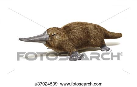 Duck billed platypus, artwork View Large Illustration Stock Illustration - Duck billed platypus, artwork. Fotosearch
