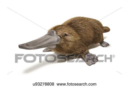 Duck billed platypus, artwork View Large Illustration Stock Illustration - Duck billed platypus, artwork. Fotosearch