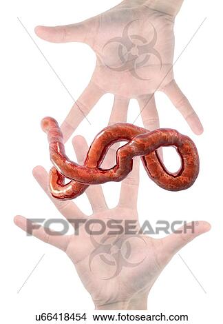 Ebola epidemic, conceptual image View Large Illustration Stock Illustration - Ebola epidemic, conceptual image. Fotosearch