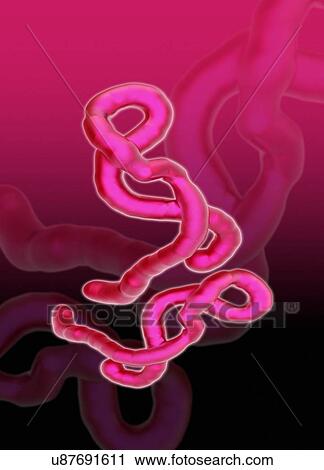 Clip Art - Ebola virus, artwork. Fotosearch