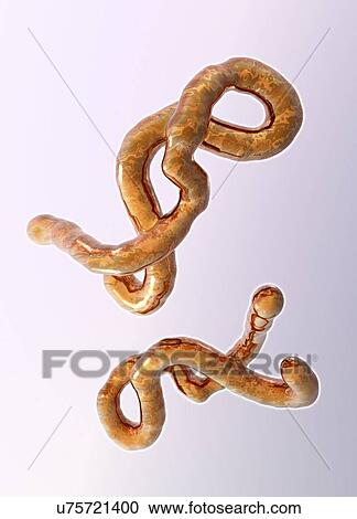 Clipart - Ebola virus, artwork. Fotosearch