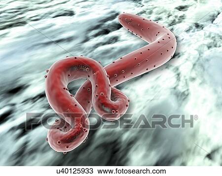 Ebola virus, artwork View Large Illustration Drawing - Ebola virus, artwork. Fotosearch