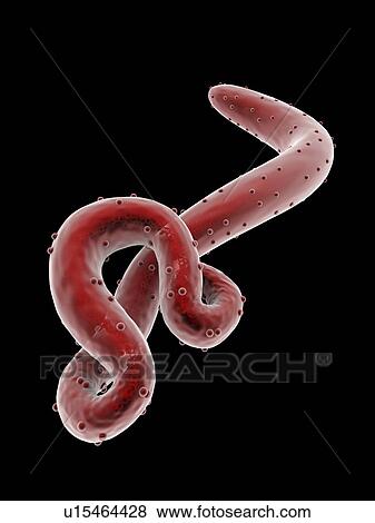 Stock Illustration - Ebola virus, artwork. Fotosearch