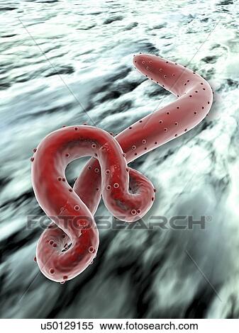 Stock Illustration - Ebola virus, artwork. Fotosearch