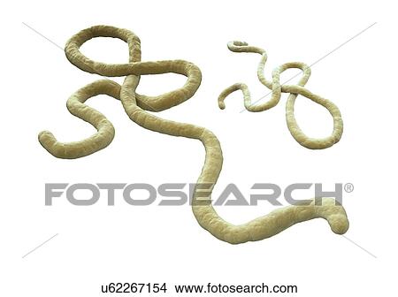 Ebola virus, artwork View Large Illustration Stock Illustration - Ebola virus, artwork. Fotosearch