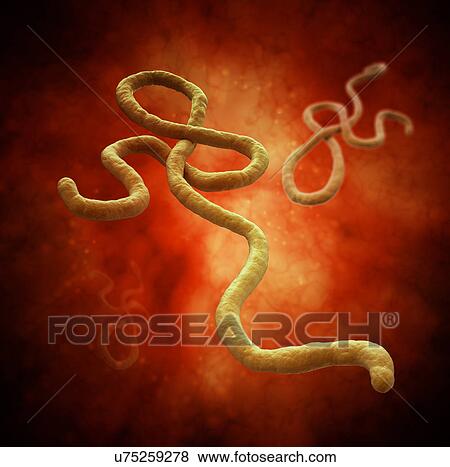 Ebola virus, artwork View Large Illustration Stock Illustration - Ebola virus, artwork. Fotosearch