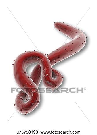Stock Illustration - Ebola virus, artwork. Fotosearch