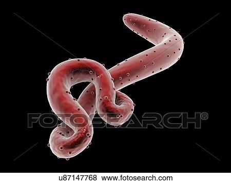 Ebola virus, artwork View Large Illustration Stock Illustration - Ebola virus, artwork. Fotosearch