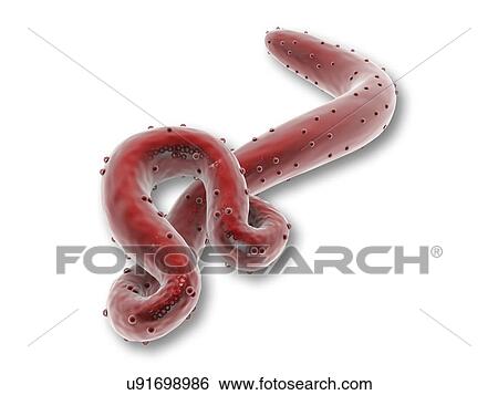 Stock Illustration - Ebola virus, artwork. Fotosearch