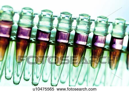 Stock Photography - Eppendorf tubes in a rack. Fotosearch