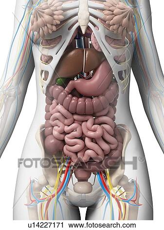 Female anatomy, illustration View Large Illustration Clip Art - Female anatomy, illustration. Fotosearch