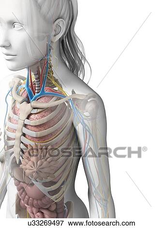 Female anatomy, illustration View Large Illustration Stock Illustration - Female anatomy, illustration. Fotosearch