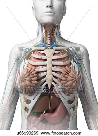 Female anatomy, illustration View Large Illustration Stock Illustration - Female anatomy, illustration. Fotosearch