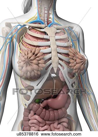 Female anatomy, illustration View Large Illustration Stock Illustration - Female anatomy, illustration. Fotosearch