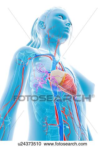 Clipart - Female cardiovascular system. Fotosearch