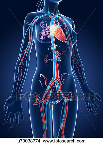 Female cardiovascular system View Large Illustration Stock Illustration - Female cardiovascular system. Fotosearch