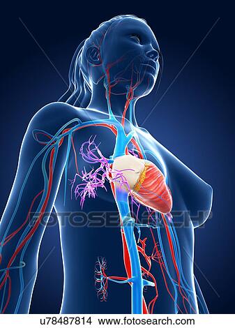 Stock Illustration - Female cardiovascular system. Fotosearch