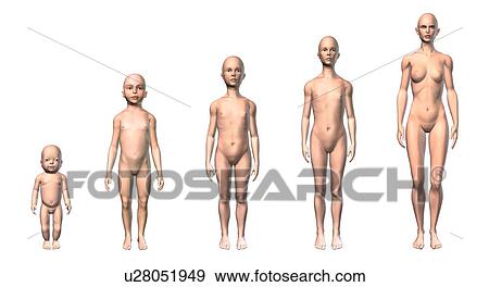 Female development, artwork View Large Illustration Stock Illustration - Female development, artwork. Fotosearch