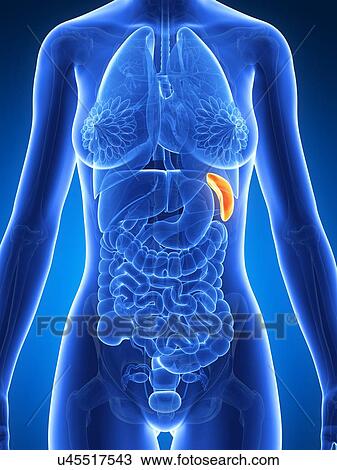 Drawing - Female spleen, illustration. Fotosearch