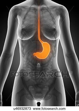 Drawing - Female stomach, illustration. Fotosearch