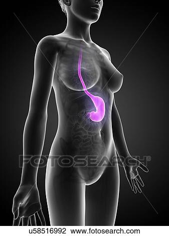 Drawing - Female stomach, illustration. Fotosearch