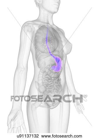 Female stomach, illustration View Large Illustration Drawing - Female stomach, illustration. Fotosearch